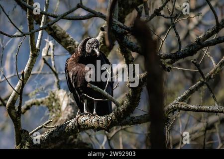 Black Vulture bird (Coragyps atratus) Stock Photo