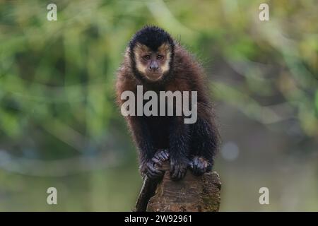 Black Capuchin Monkey (Sapajus nigritus) Stock Photo
