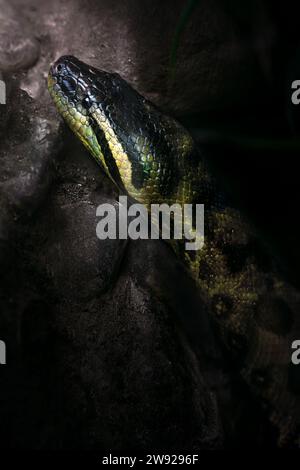 Green Anaconda (Eunectes Murinus) - Boa Snake Stock Photo