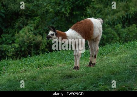 Young Llama (Lama glama) - South american camelid Stock Photo