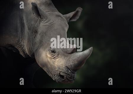 Beautiful White Rhinoceros (Ceratotherium simum) Stock Photo