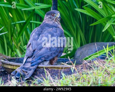 A Cooper's Hawk (Accipiter cooperii) bathing in a water basin. California, USA. Stock Photo