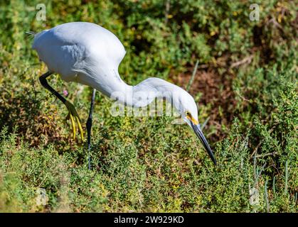 A Snowy Egret (Egretta thula) foraging in bushes. California, USA. Stock Photo