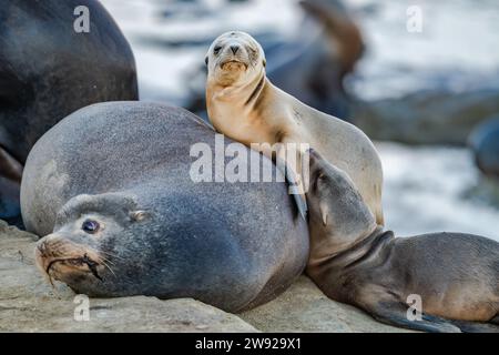 A family California sea lions (Zalophus californianus) sitting on rocks on the coast of Southern California, USA. Stock Photo