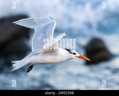 A Royal Tern (Thalasseus maximus) in fly on the coast of Southern California, USA. Stock Photo