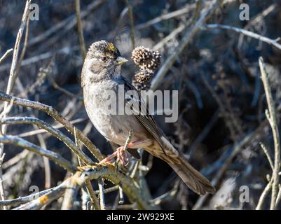 A Golden-crowned Sparrow (Zonotrichia atricapilla) perched on a branch. California, USA. Stock Photo