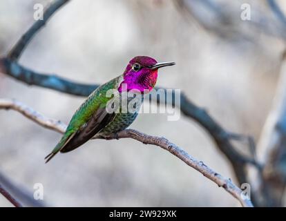 A male Anna's Hummingbird (Calypte anna) with iridescent red head feathers. California, USA. Stock Photo