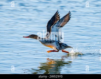 A Red-breasted Merganser (Mergus serrator) taking fly from water. California, USA. Stock Photo