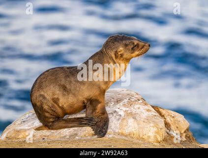 A California sea lion pup (Zalophus californianus) sitting on rocks on the coast of Southern California, USA. Stock Photo