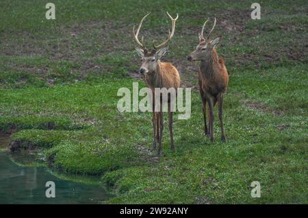 Pair of Adult and Young Male Red Deers with antlers (Cervus elaphus) Stock Photo