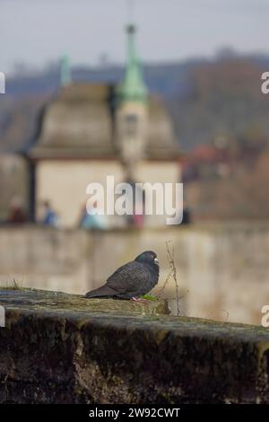 City pigeon, domestic pigeon, pigeon, Henkersbruecke, Schwaebisch Hall, Kochertal, Kocher, Hohenlohe, Heilbronn-Franken, Baden-Wuerttemberg, Germany Stock Photo