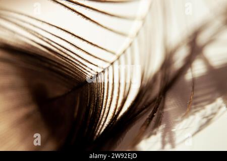 Peacock feather macro photo for background, one peacock feather close-up Stock Photo