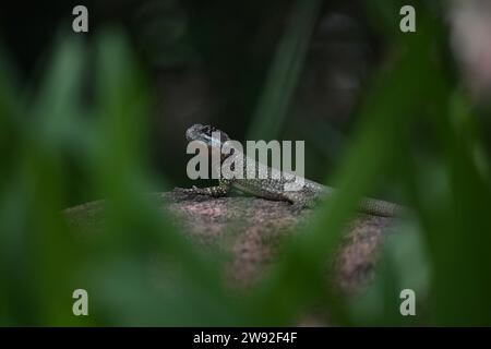 Brazilian lizards in the jungle Stock Photo