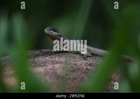 Brazilian lizards in the jungle Stock Photo