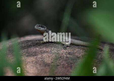 Brazilian lizards in the jungle Stock Photo