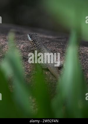 Brazilian lizards in the jungle Stock Photo