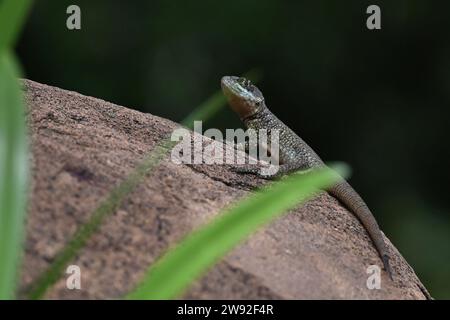 Brazilian lizards in the jungle Stock Photo