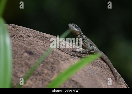 Brazilian lizards in the jungle Stock Photo