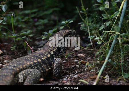 Brazilian lizards in the jungle Stock Photo