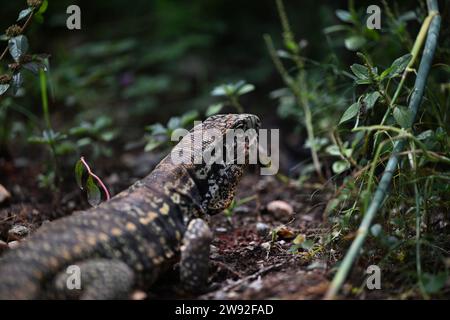 Brazilian lizards in the jungle Stock Photo