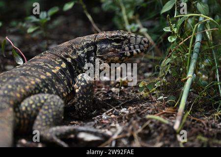 Brazilian lizards in the jungle Stock Photo