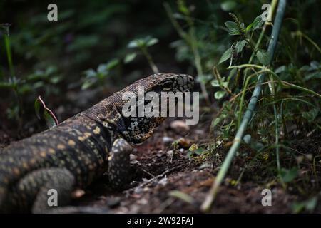 Brazilian lizards in the jungle Stock Photo