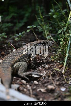 Brazilian lizards in the jungle Stock Photo