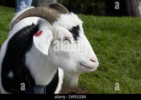 A close up of a smiling goat. Stock Photo