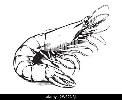 Large shrimp sketch, hand drawn prawn in engraved graphic style for fish menu restaurants and for packaging, vector Stock Vector