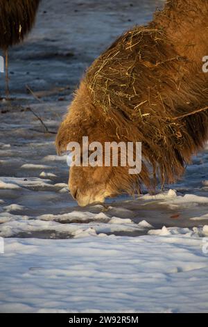 The Bactrian camel (Camelus bactrianus), also known as the Mongolian camel or domestic Bactrian camel Stock Photo