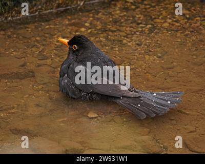 male common or Eurasian Blackbird (Turdus merula) bathing in shallow stream in Cumbria, England, UK Stock Photo