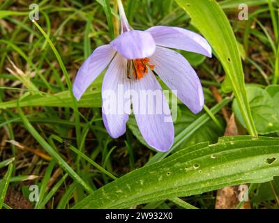 Autumn crocus or meadow saffron flowering plant. Colchicum autumnale purple flower with bright orange stamens Stock Photo