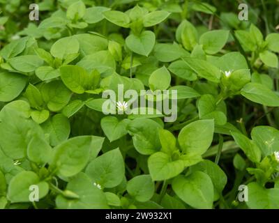 Stellaria media or chickweed or winterweed white flower. Weed plant. Edible salad crop and herbal medicine plant. Stock Photo