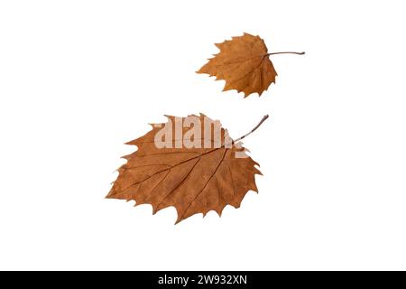 Two fallen leaves isolated on white. Autumn season dry brown foliage. Stock Photo