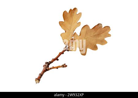 Two dry brown oak leaves branch isolated on white. Autumn season fallen foliage. Stock Photo