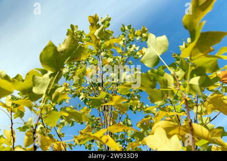 yellowing foliage on a tulip tree in autumn weather, a tulip tree during the autumn season before leaf fall Stock Photo