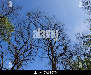 acacia tree in the spring season, spring park with trees with the first green foliage in sunny weather Stock Photo