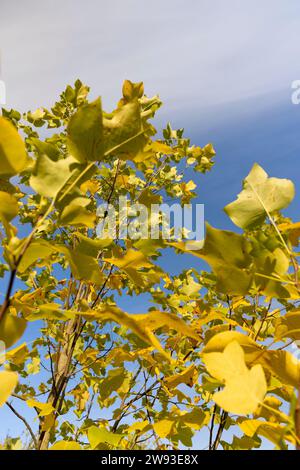 yellowing foliage on a tulip tree in autumn weather, a tulip tree during the autumn season before leaf fall Stock Photo