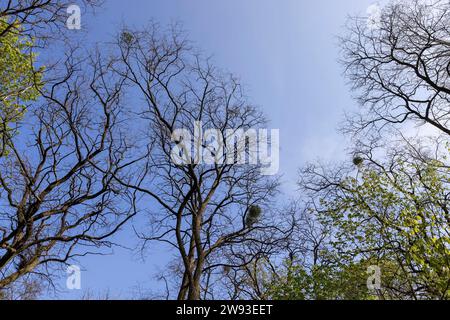 acacia tree in the spring season, spring park with trees with the first green foliage in sunny weather Stock Photo