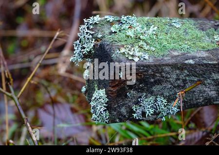 Lichen and moss growing on fallen timber Stock Photo