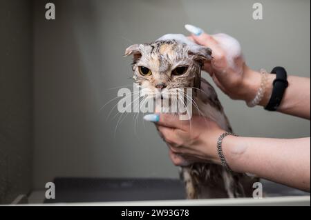 Woman shampooing a tabby gray cat in a grooming salon.  Stock Photo