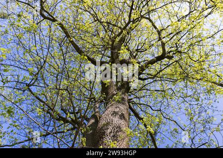 maple trees blooming in spring , the first beautiful and bright foliage on the maples blooming in spring Stock Photo