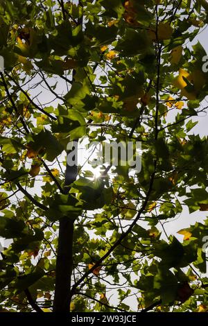 The yellowing foliage of the tulip tree in the autumn season, the foliage of the tulip tree changing color from green to yellow-orange Stock Photo