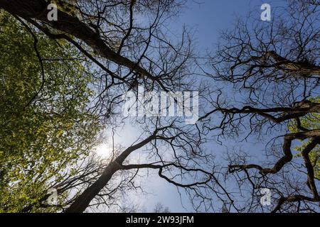 acacia tree in the spring season, spring park with trees with the first green foliage in sunny weather Stock Photo