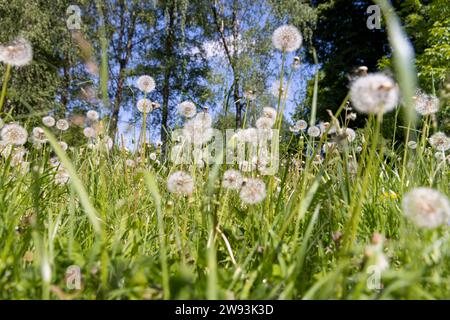 white dandelions in the park in spring, a beautiful clearing with lots of mature white dandelions Stock Photo