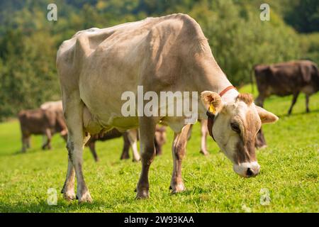Cow on a summer pasture. Herd of cows grazing in Alps. Holstein cows, Jersey, Angus, Hereford, Charolais, Limousin, Simmental, Guernsey, Ayrshire Stock Photo