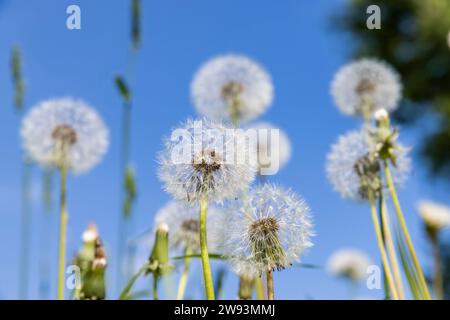 white dandelions in the park in spring, a beautiful clearing with lots of mature white dandelions Stock Photo