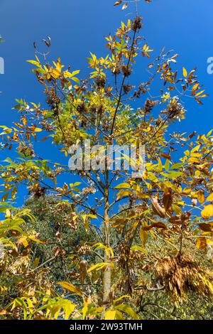 autumn changes on ash trees on a sunny day, beautiful changes in the ...