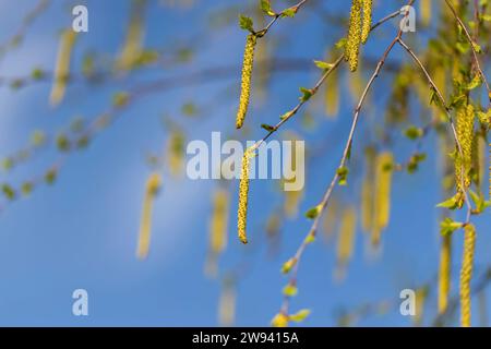 young birch with new green leaves in the spring season, beautiful birch during spring warming Stock Photo