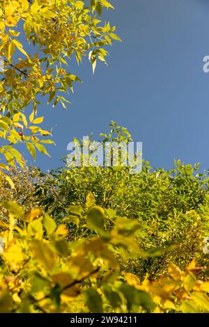 autumn changes on ash trees on a sunny day, beautiful changes in the ...